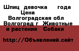 Шпиц- девочка 2,5 года › Цена ­ 15 000 - Волгоградская обл., Волгоград г. Животные и растения » Собаки   